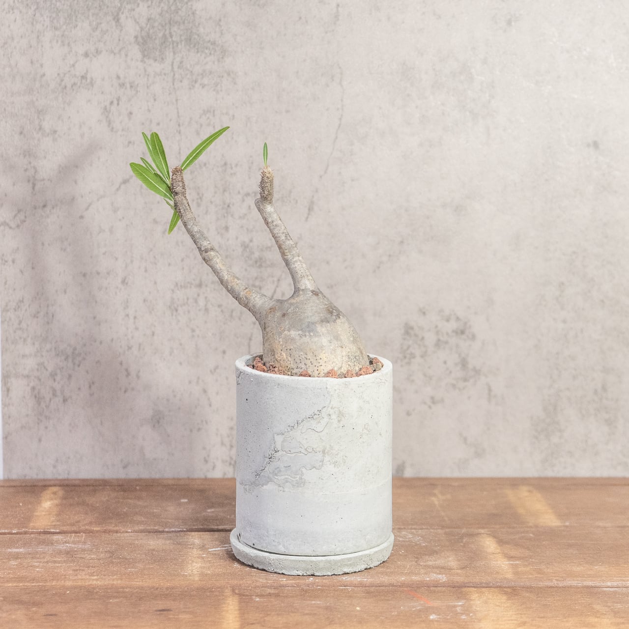 パキポディウム・グラキリス（胴回り20㎝）｜丸みのあるフォルムが愛らしい小ぶりな現地株【発根済／モルタル鉢】