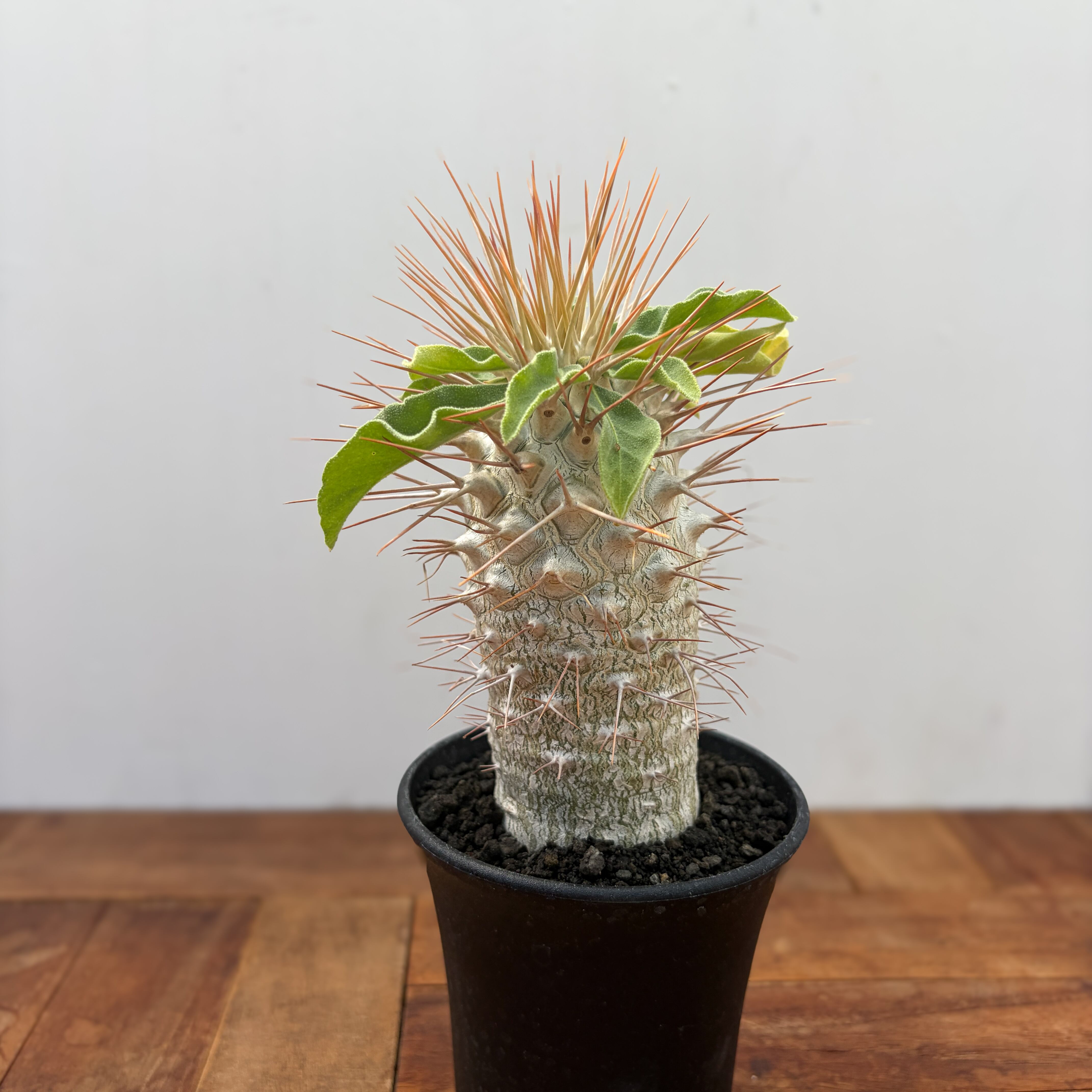 パキポディウム ナマクアナム（光堂） 実生④ Pachypodium namaquanum【パキポディウム・ナマクアナム・光堂・実生