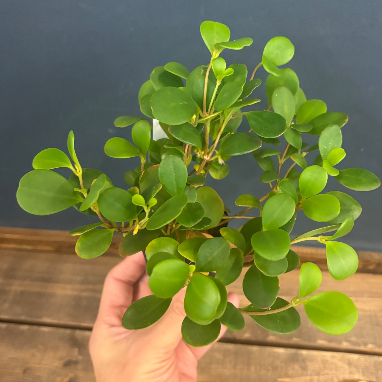 パキセントリア グラウカ【180】