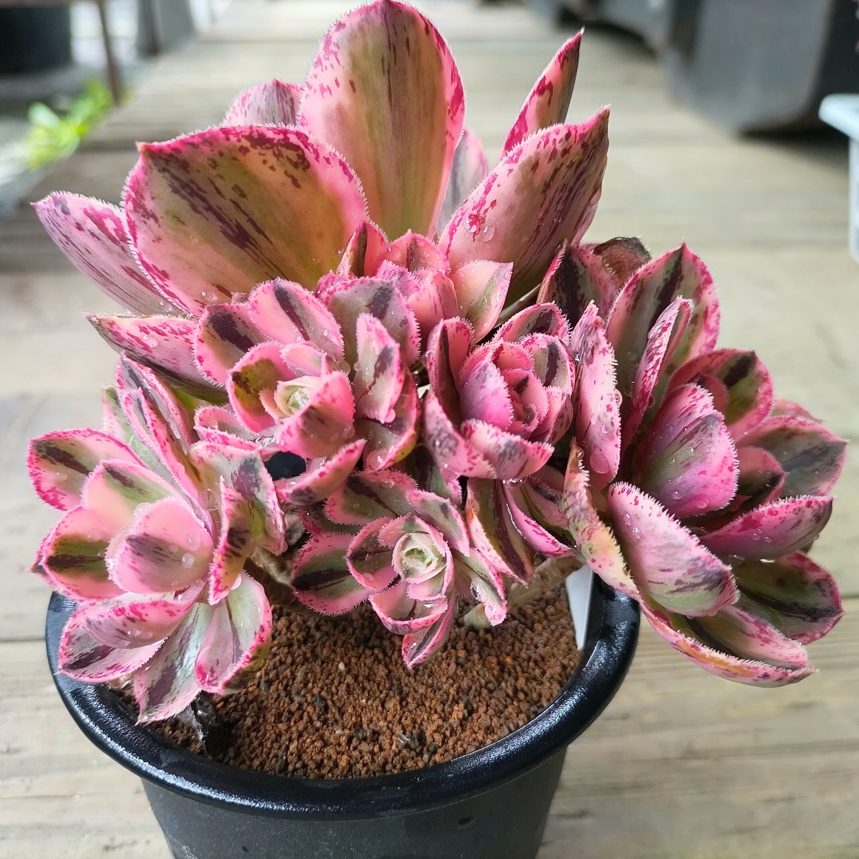 アエオニウム 多肉植物専門店 91#多肉植物アエオニウム錦❤️ | RuPo