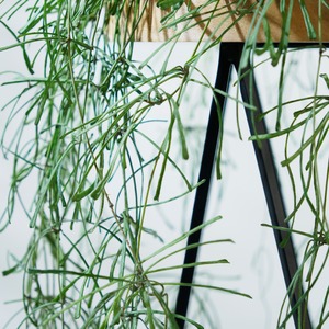 ホヤ レツーサ  4号吊鉢 【No.0057】