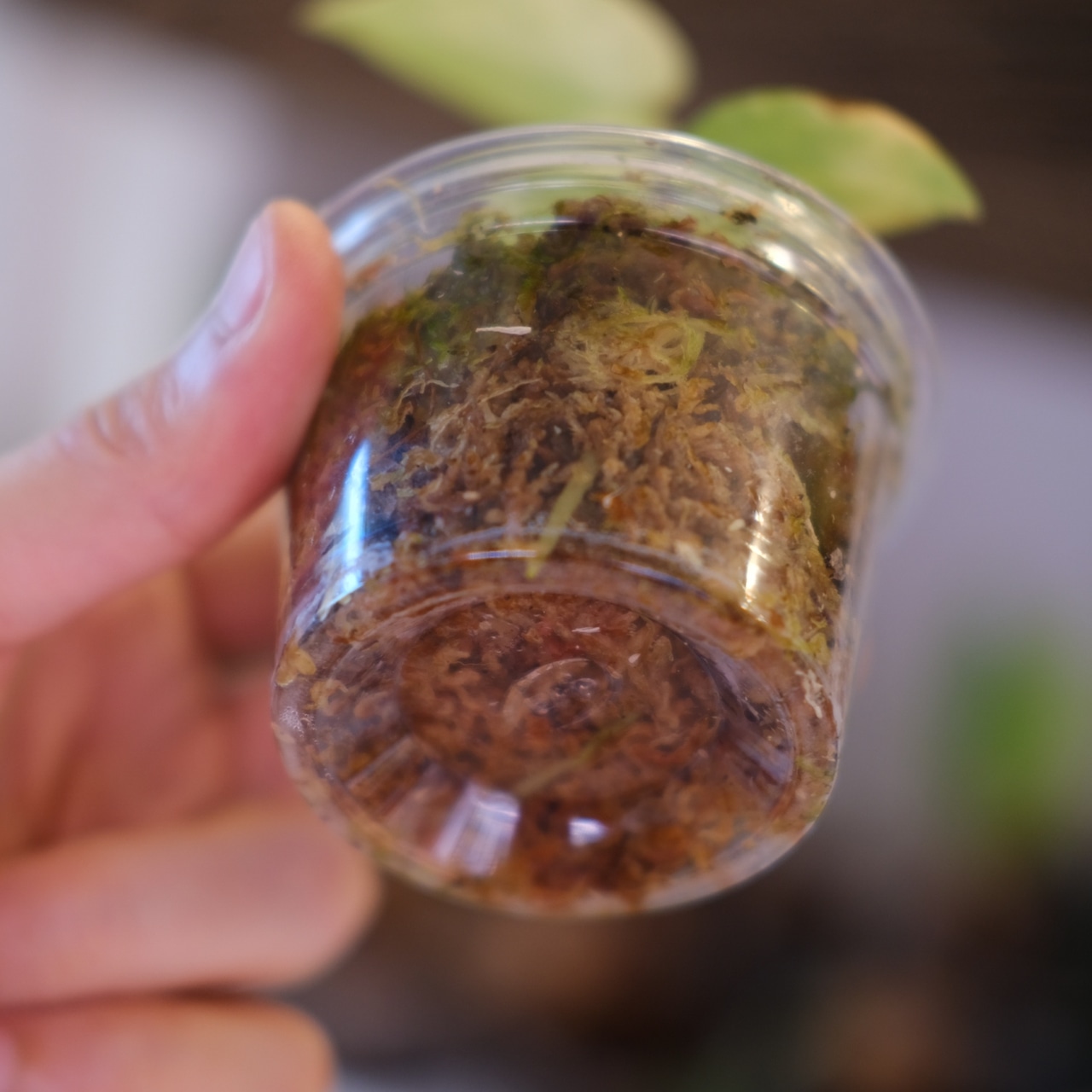 Anthurium papillilaminum var. “Australia version” × Anthurium ‘Red Spider’|アンスリウム|観葉植物