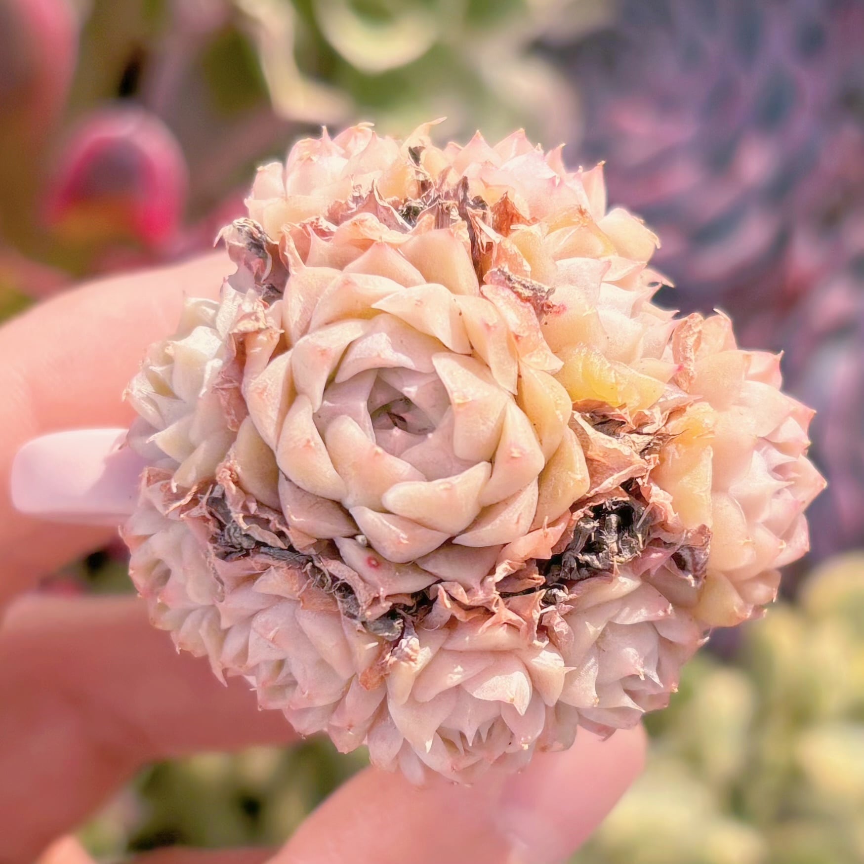 多肉植物　レイヤーケーキ　小群生　新入荷　るる農園