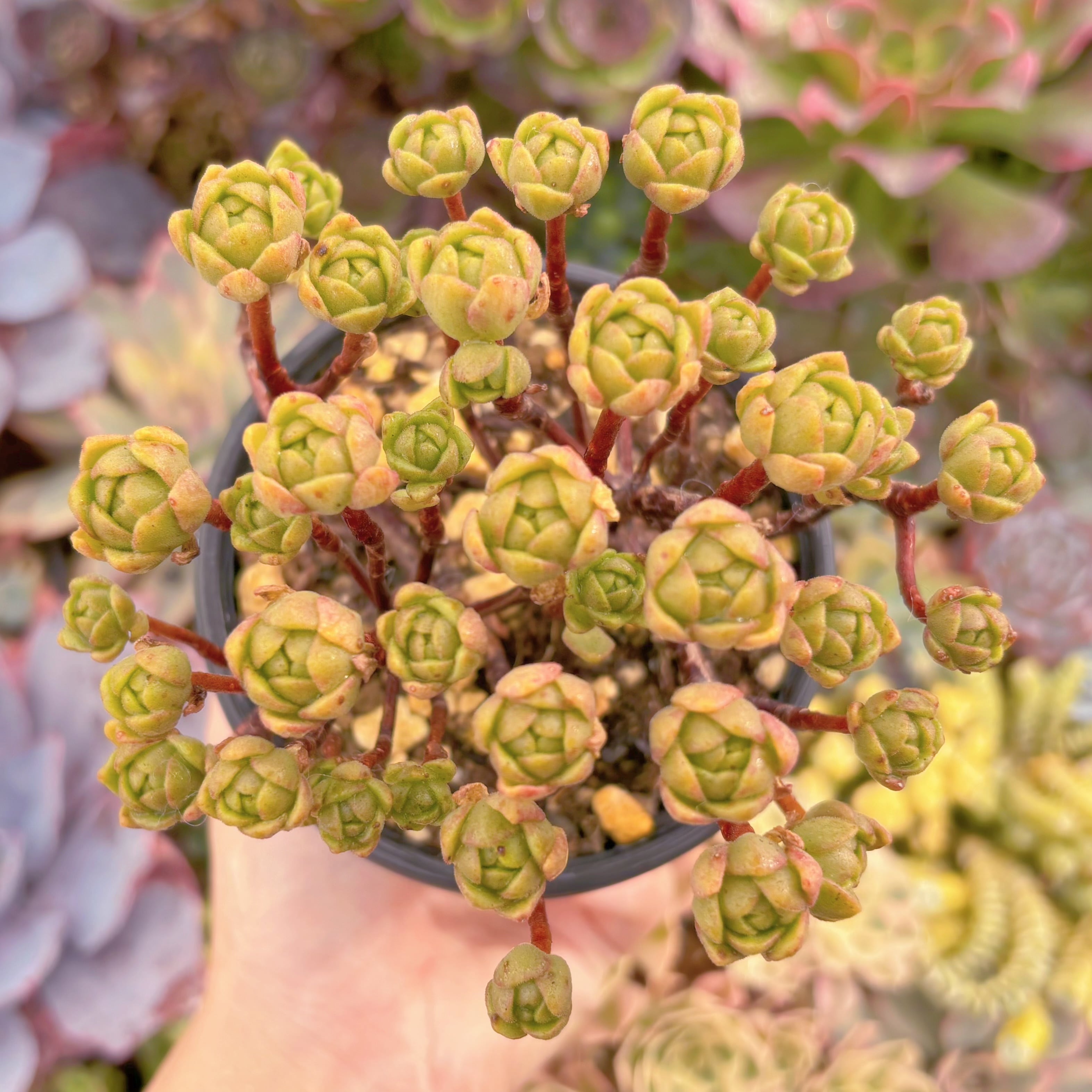 現品　little fox#F214　群生　るる農園