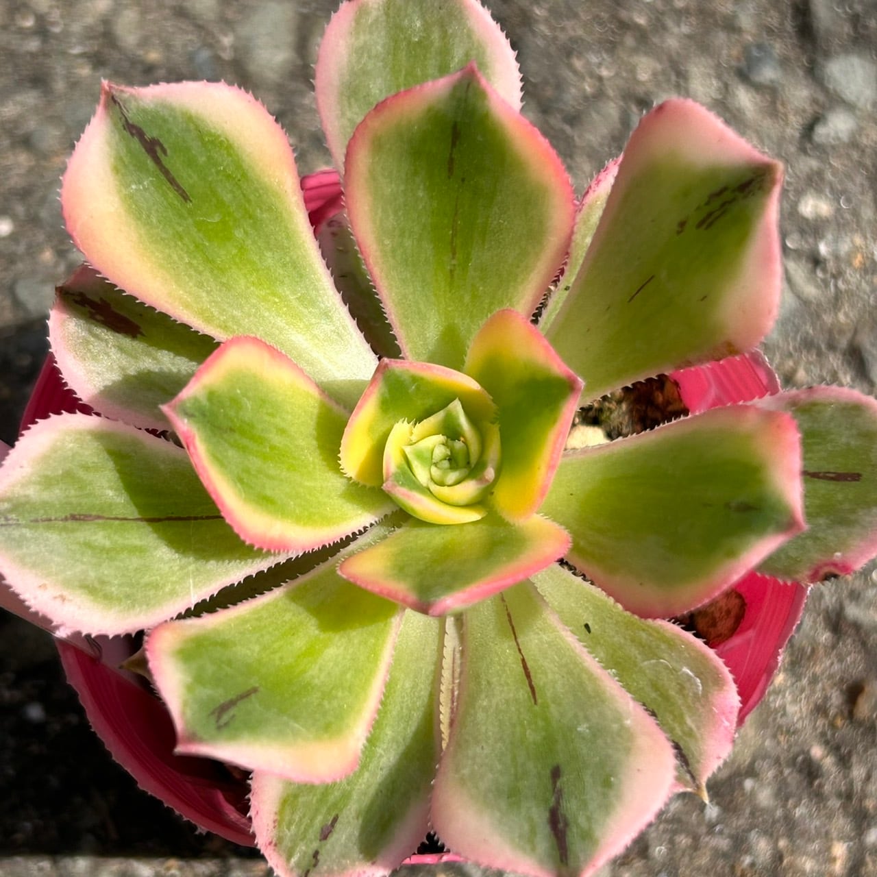 RuPo 多肉植物専門店 RuPo 多肉植物専門店