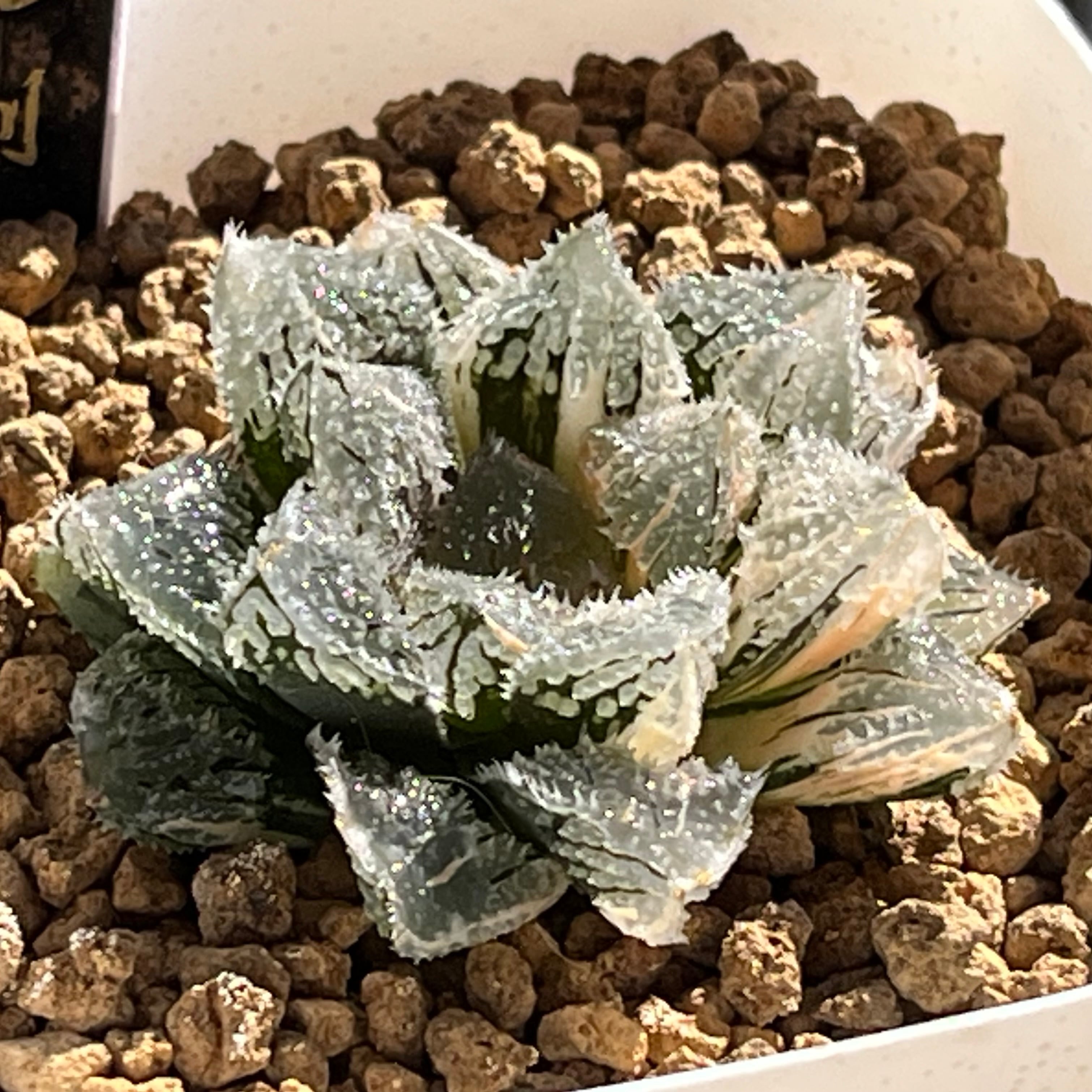 ハオルチア★アトロフスカミュータント錦★群生 ハオルチア アトロフスカミュータント錦 | mocono_plants
