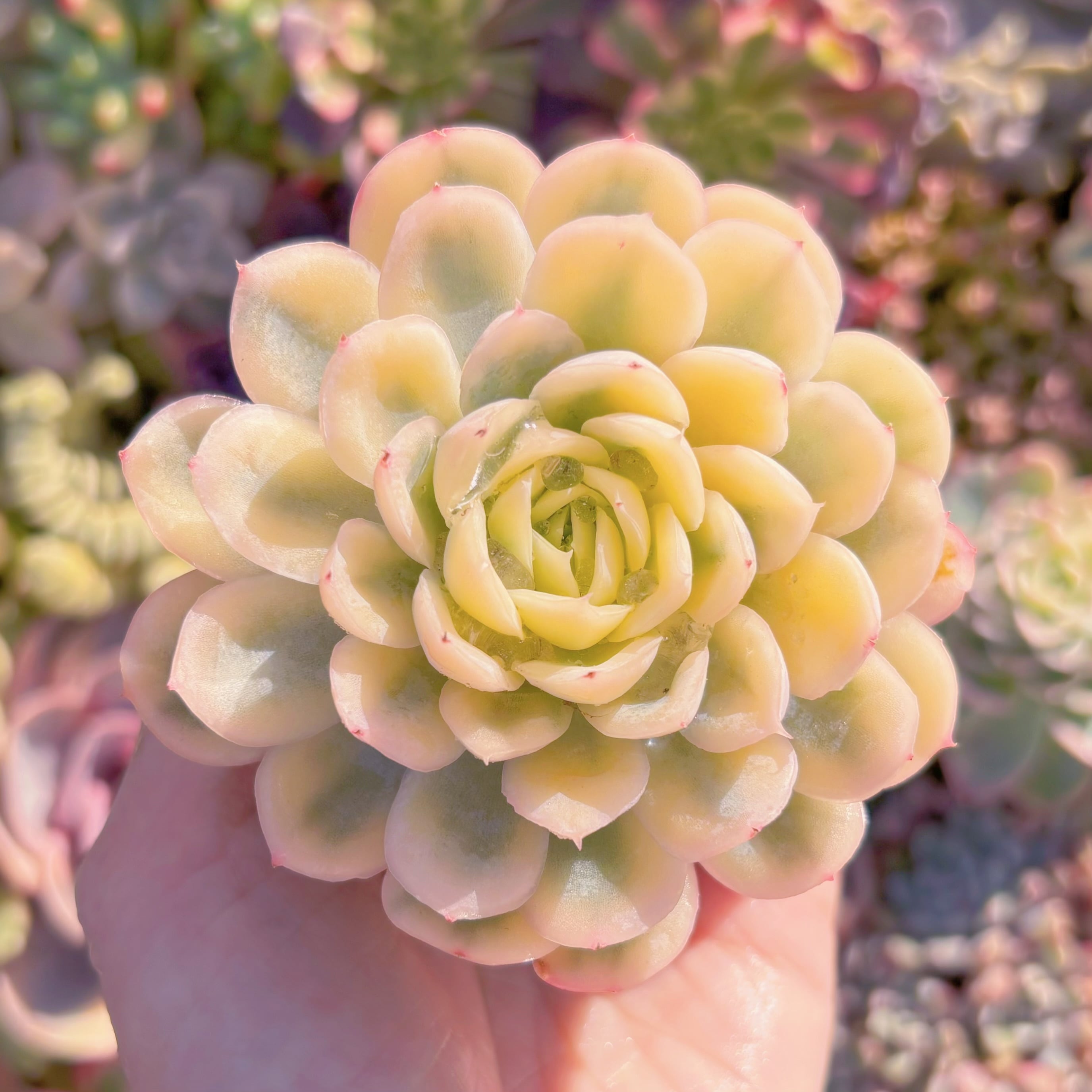 現品　ストロベリーアイス錦#M212　美苗　新入荷　るる農園