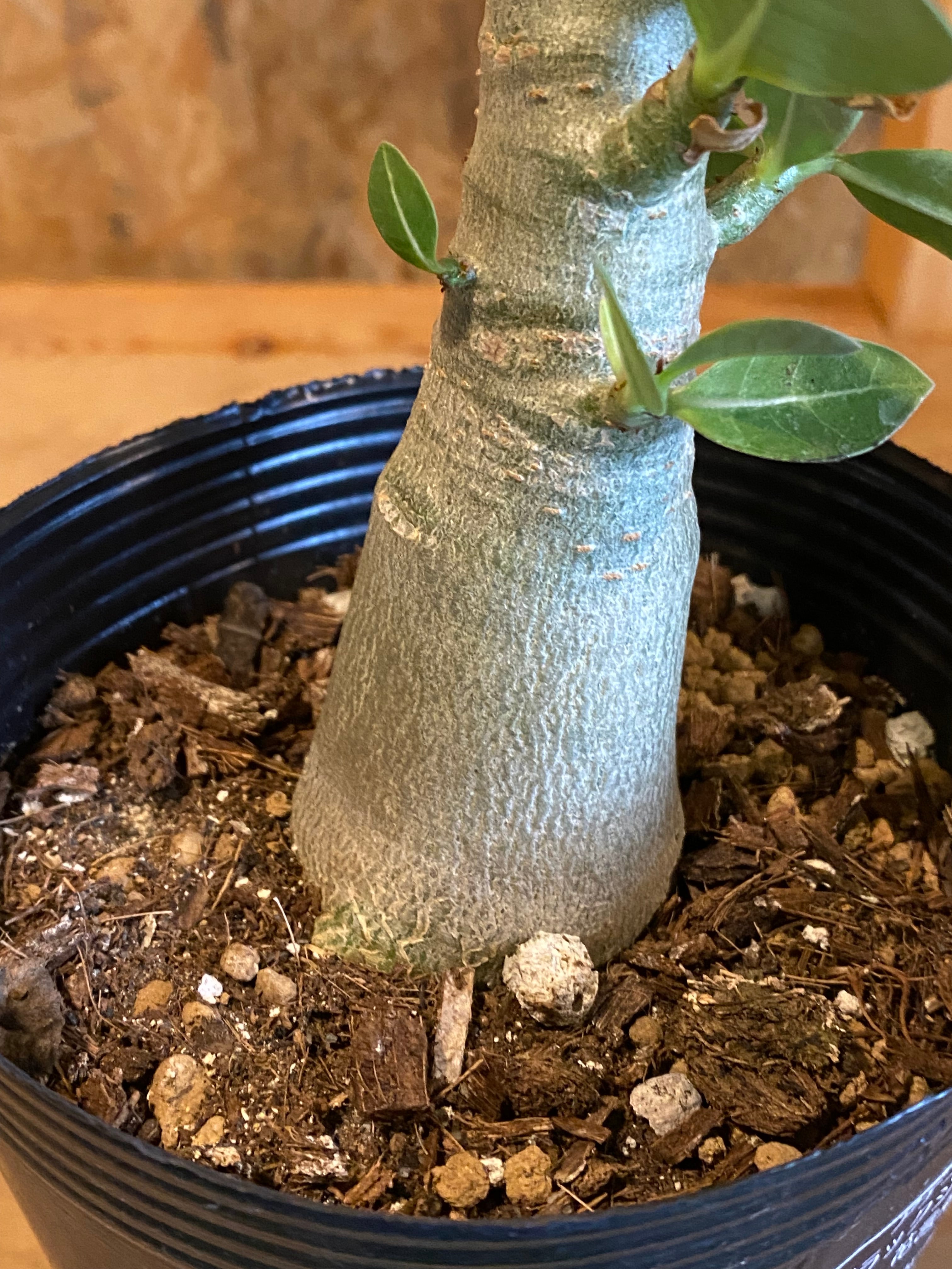 アデニウム ブラックジャイアント H36cm W20cm 口径12cm | Garden Varejo