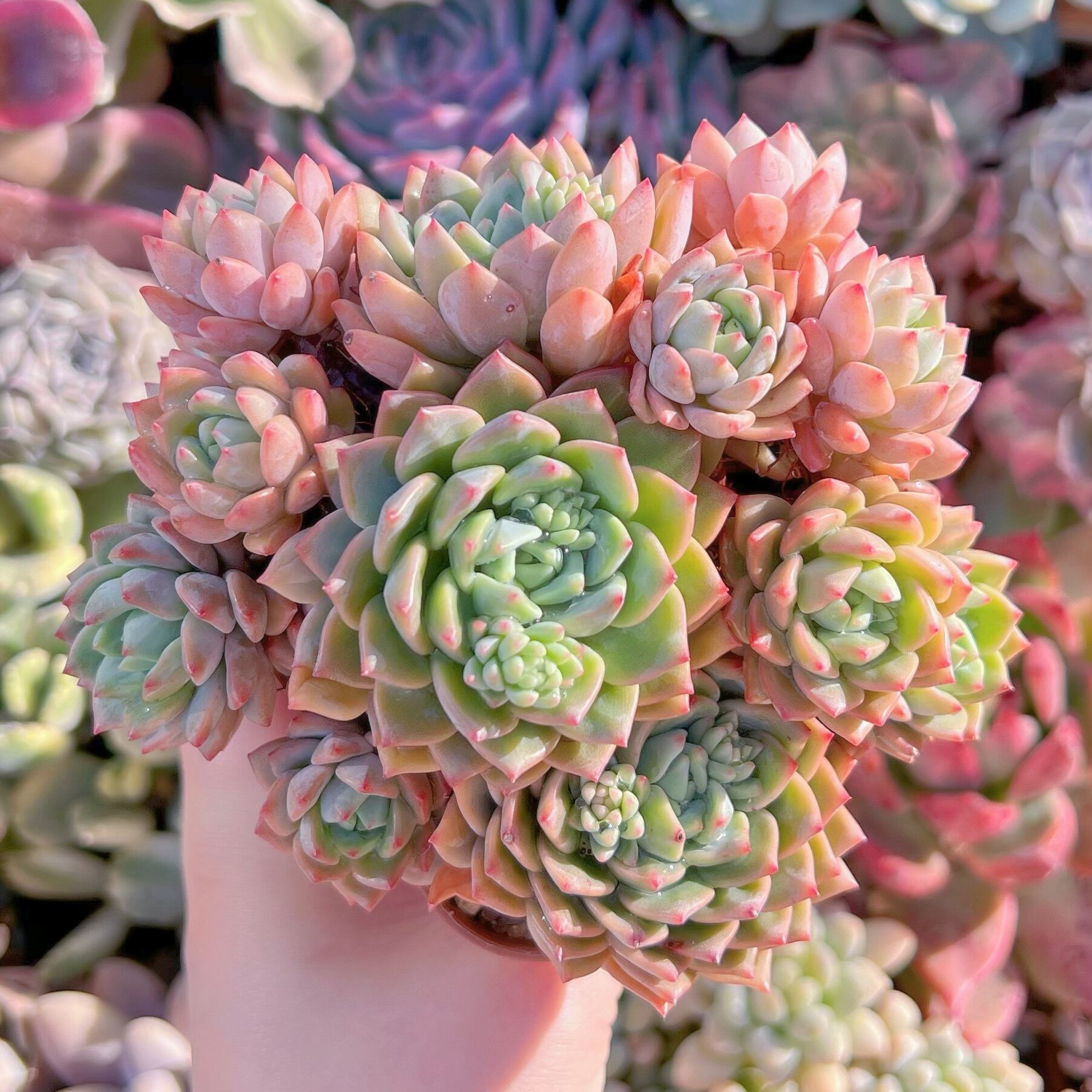 現品　沙羅姫蓮華#3013　るる農園