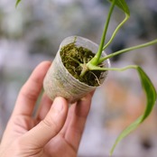 アンスリウム ワロクアーナム / Anthurium Warocqueanum⑱ / 観葉植物<育て方・花言葉>