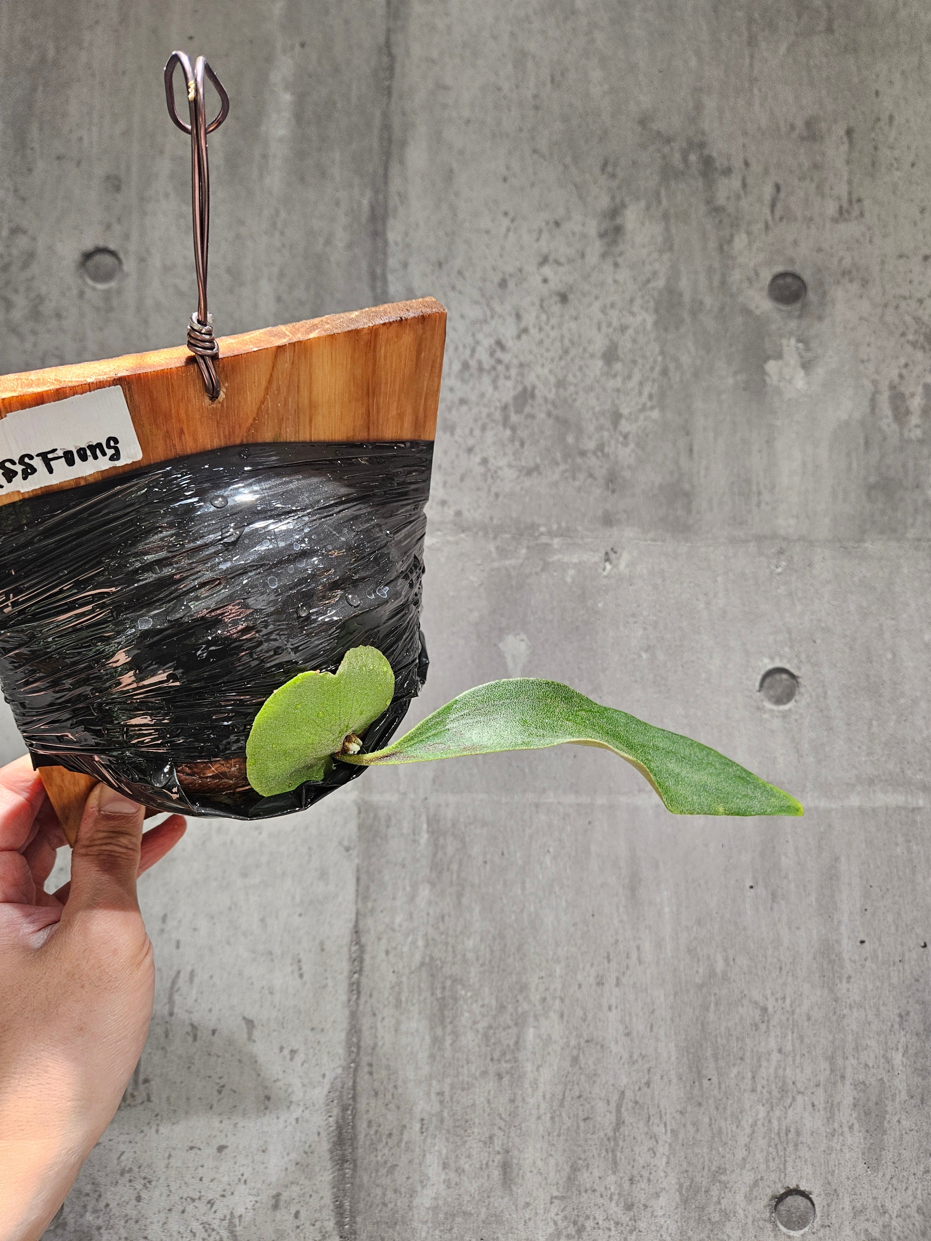 P. SS Foong【artPLANTs/PLANTS GARAGE】 ビカクシダ/Platycerium