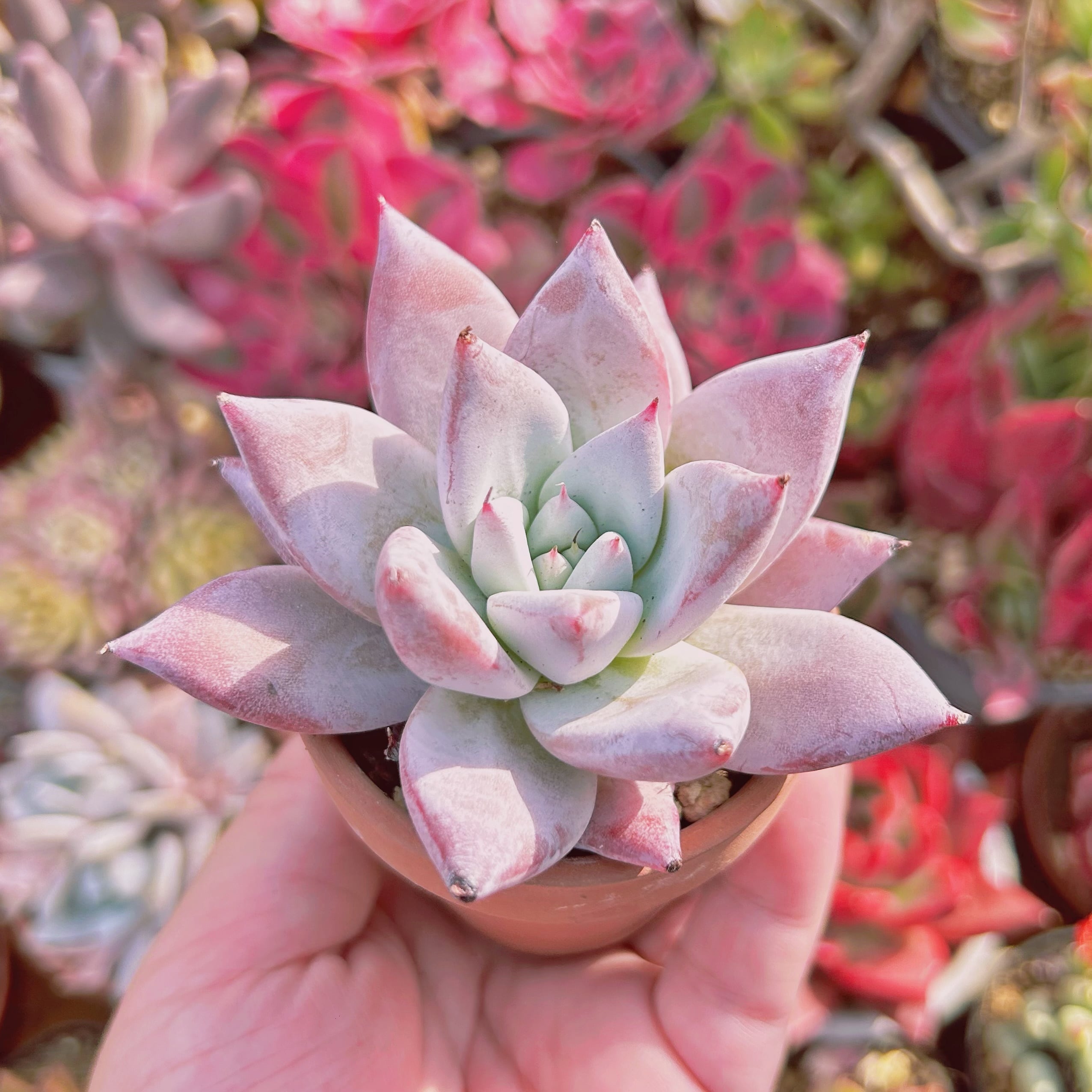 多肉植物 Echeveria メキシカンジャイアント 大苗 | るる農園~多肉植物専門