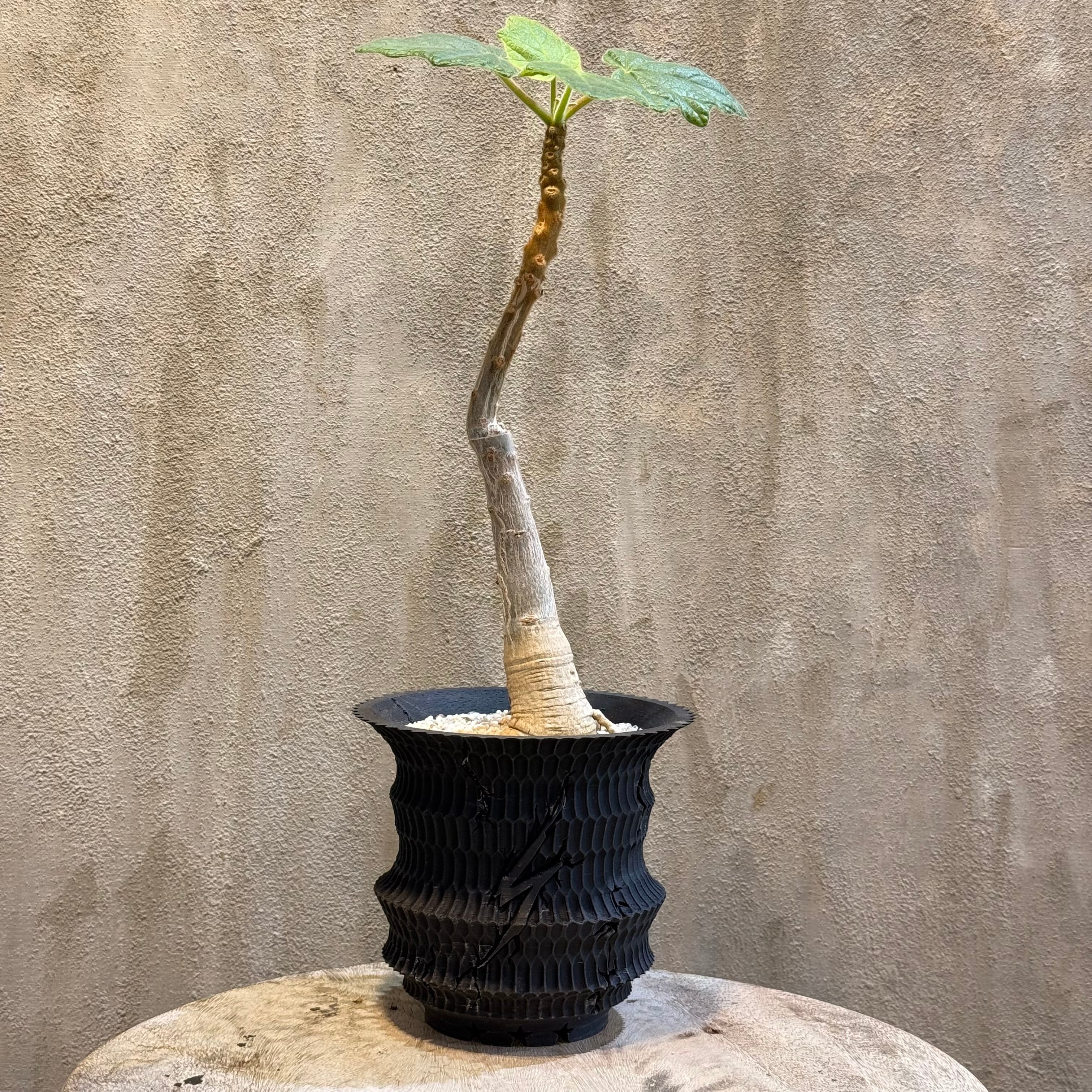 植物×作家鉢 【植え込み済み】 | A-PLANTS