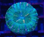 WA Scolymia (WestAustralia) 8