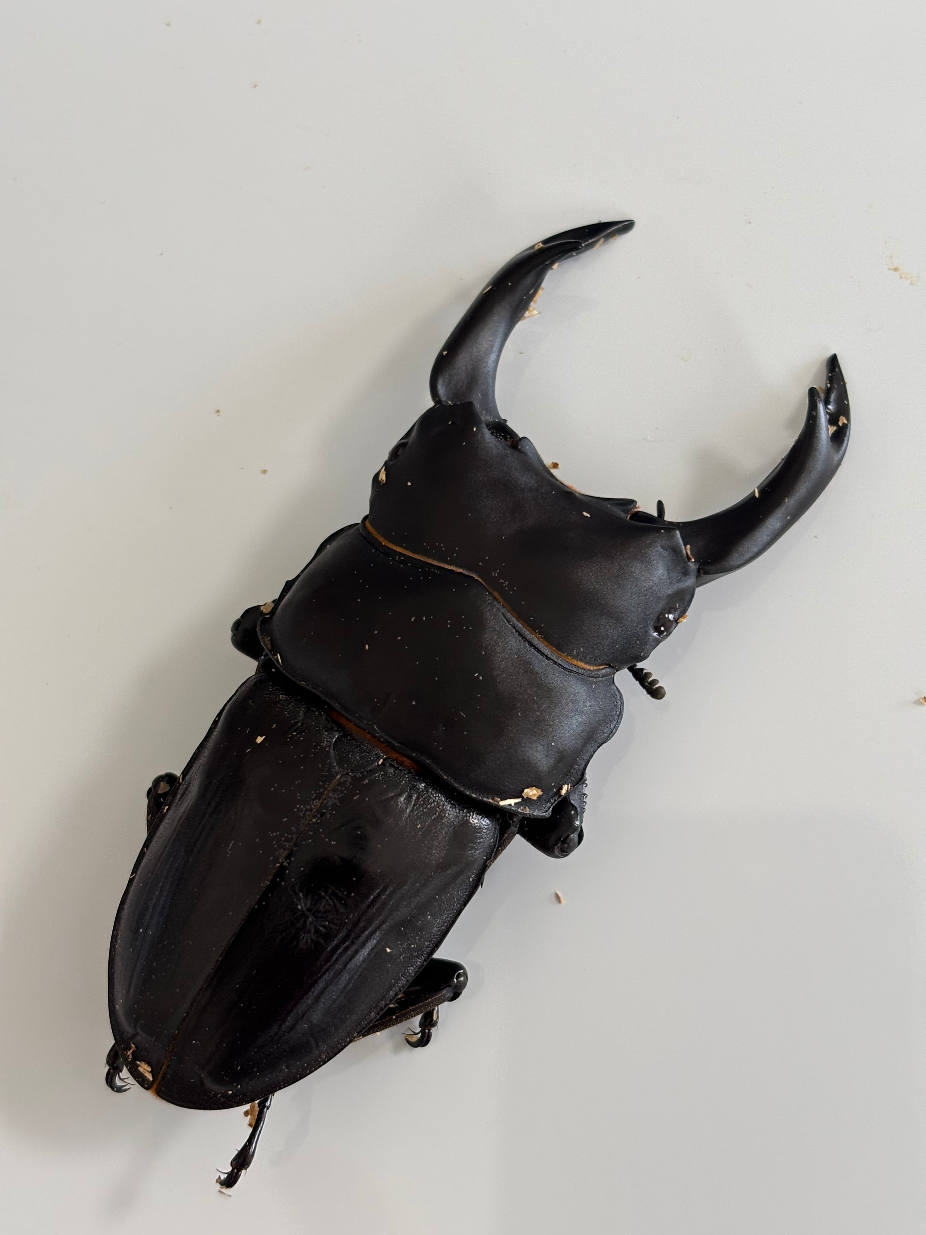 121mm】タイタンオオウスバカミキリ カブトムシクワガタハナムグリ