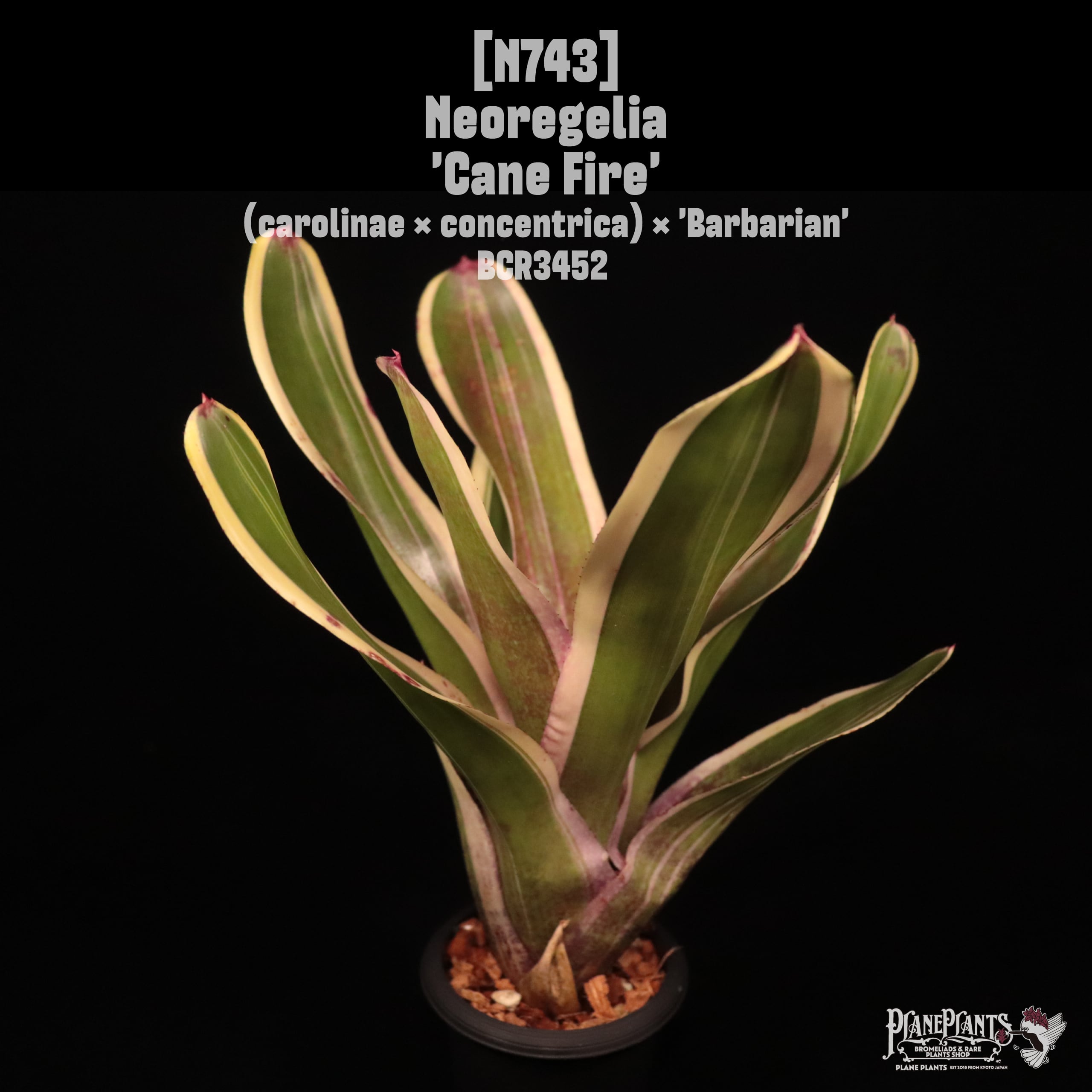 Neoregelia 'Cane Fire'〔ネオレゲリア〕N743