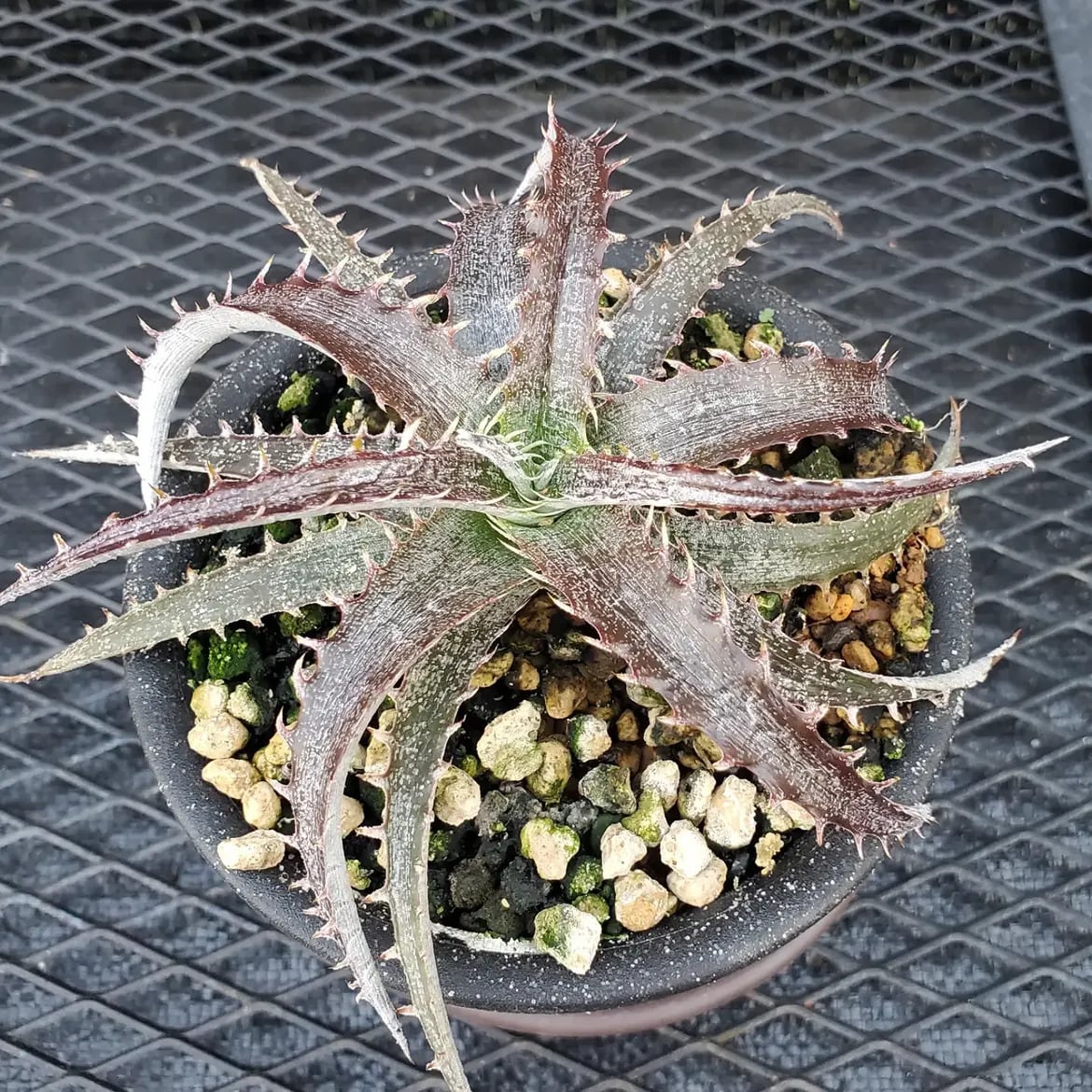 Dyckia（ディッキア） | レアプランツ通販サイトPlants Maniax