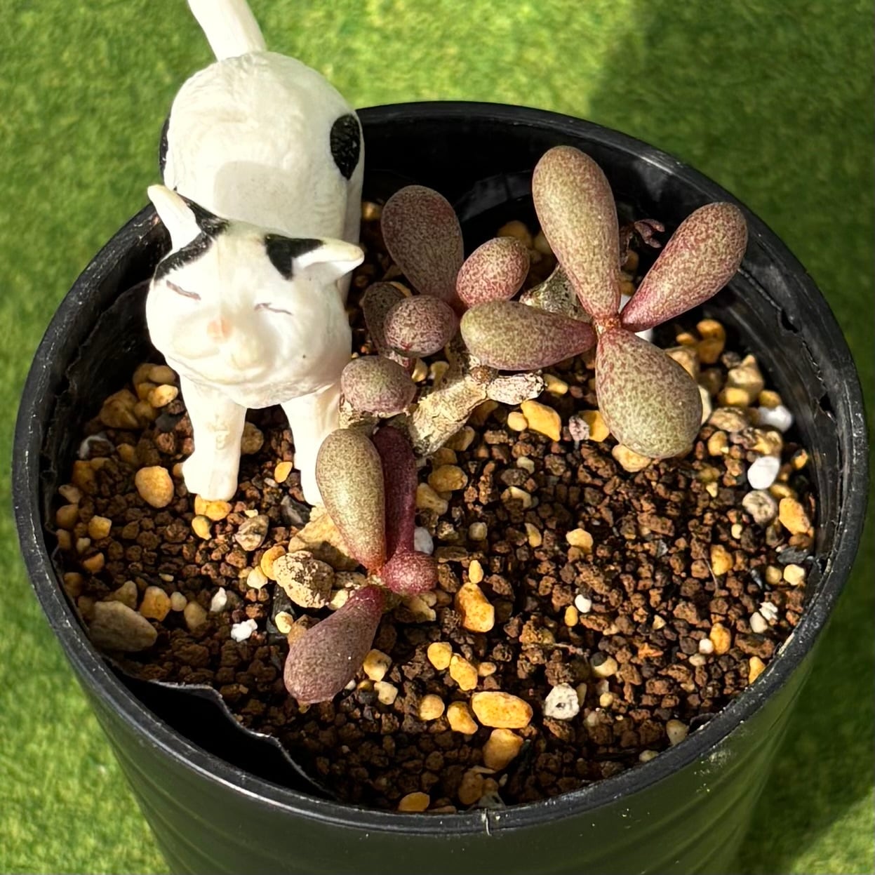 多肉植物 豆彦商店