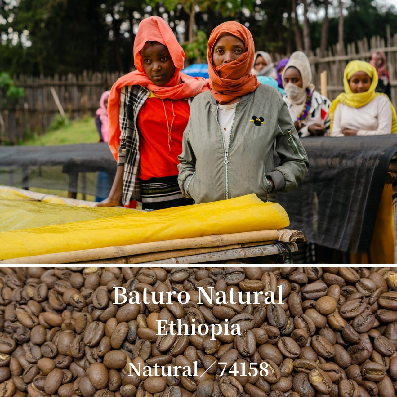 多層的な味わい｜エチオピア（浅煎り）Baturo Natural　コーヒー豆／粉
