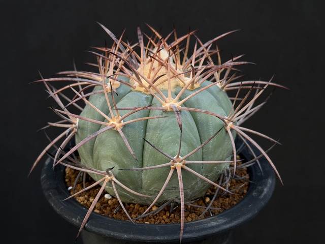 ニコリー（実生）