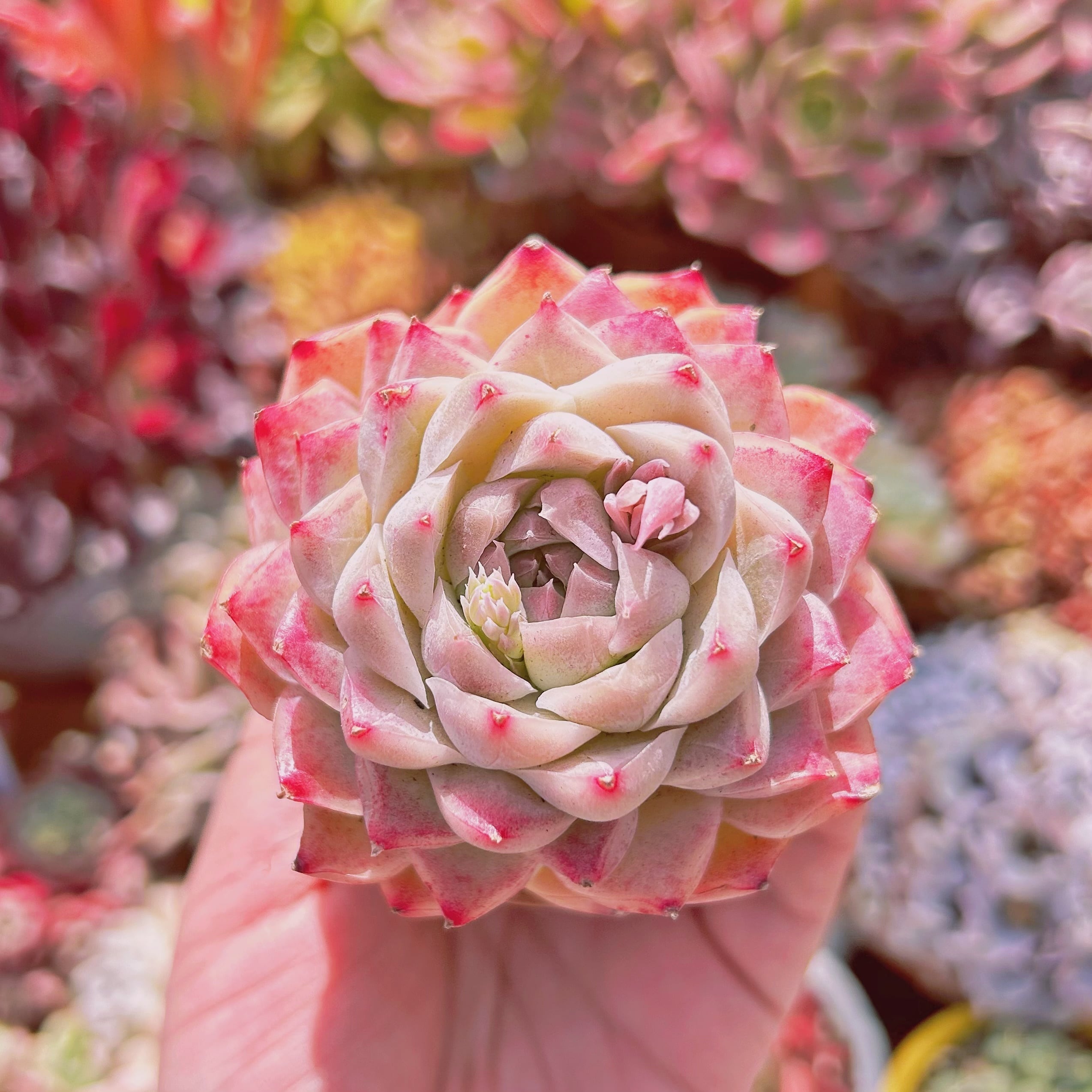 70c7375f8b214357c5106348ba9fc6