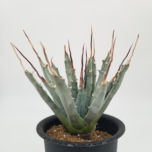 Agave uthaensis v.nevadensis