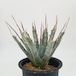 Agave uthaensis v.nevadensis