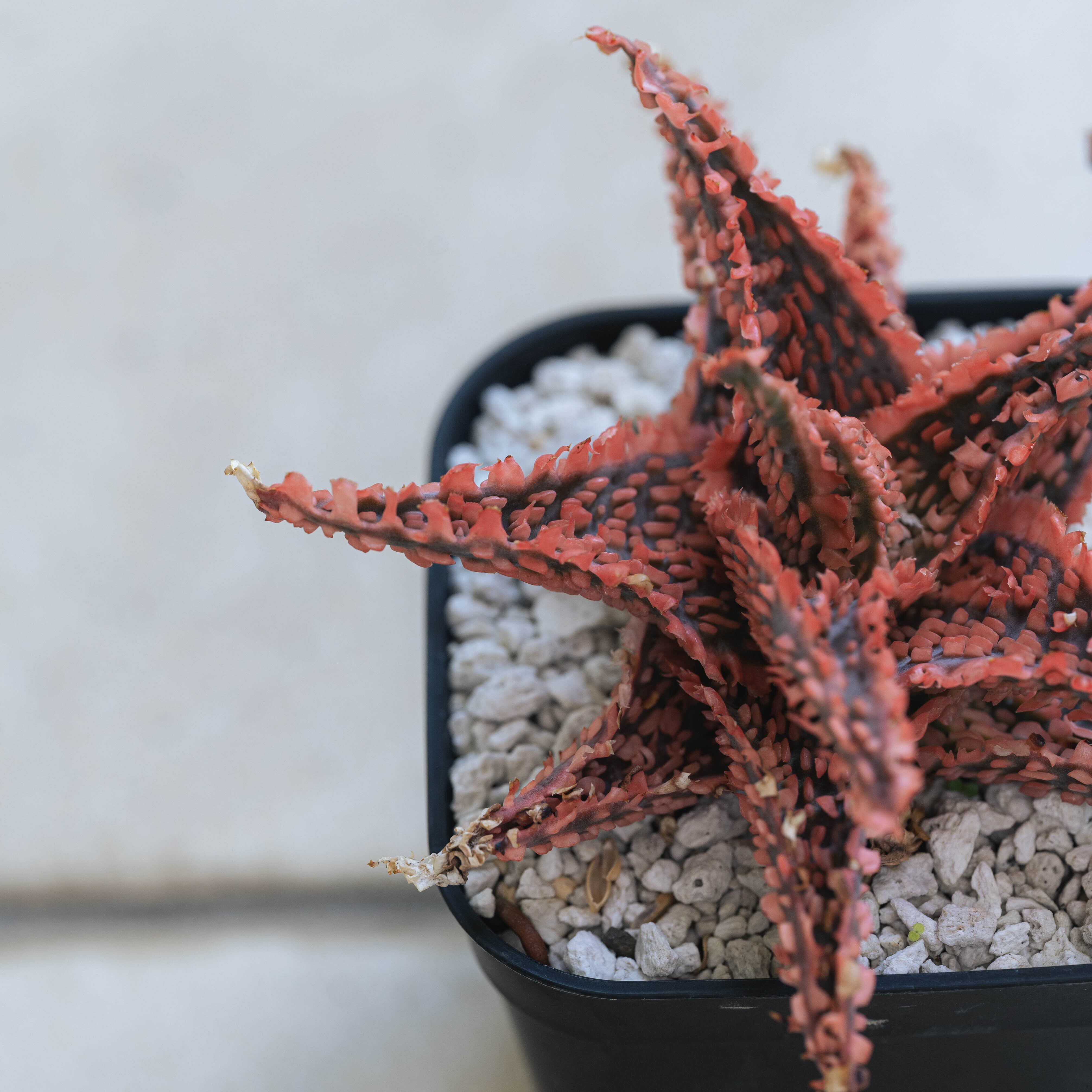 アロエ ハイブリッド -Aloe hybrid- No.3 | Agave Rocon