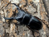 《ツシマヒラタクワガタ 51.5mm ♂単》