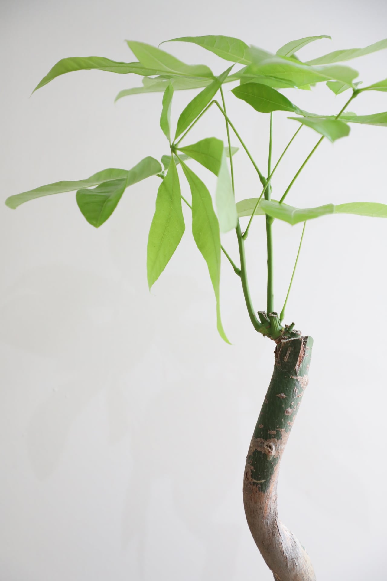 L/88cm】パキラ ムーンライト/ pachira | 【厳選植物・器】MIDORI