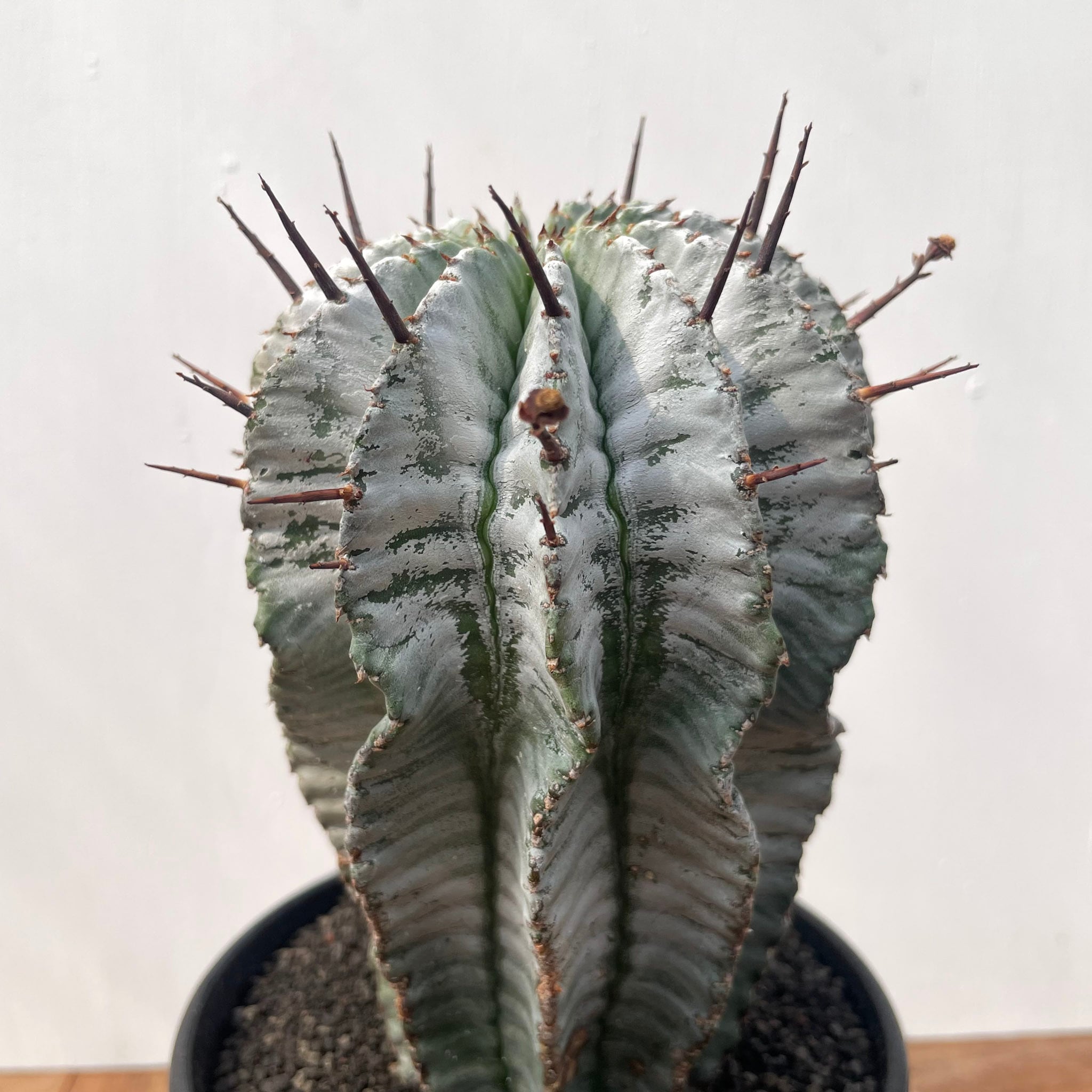 Euphorbia horrida