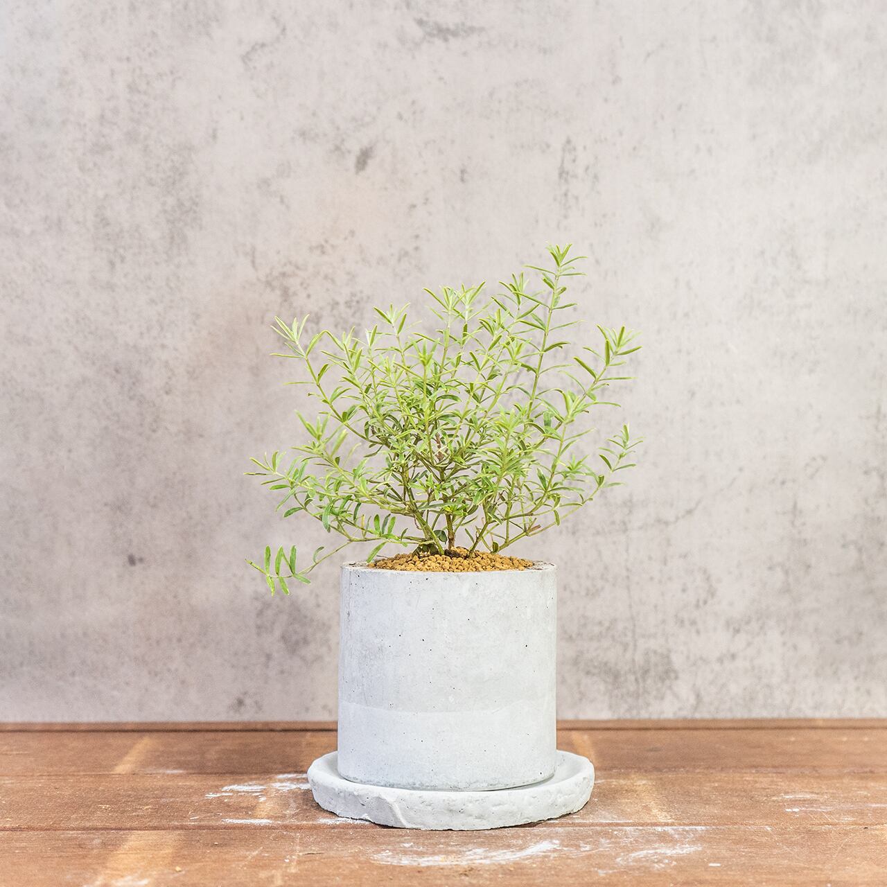 ウエストリンギア・ライムライト｜細葉が美しい爽やかグリーンのインテリア植物【虫発生抑制／手づくりモルタル鉢】