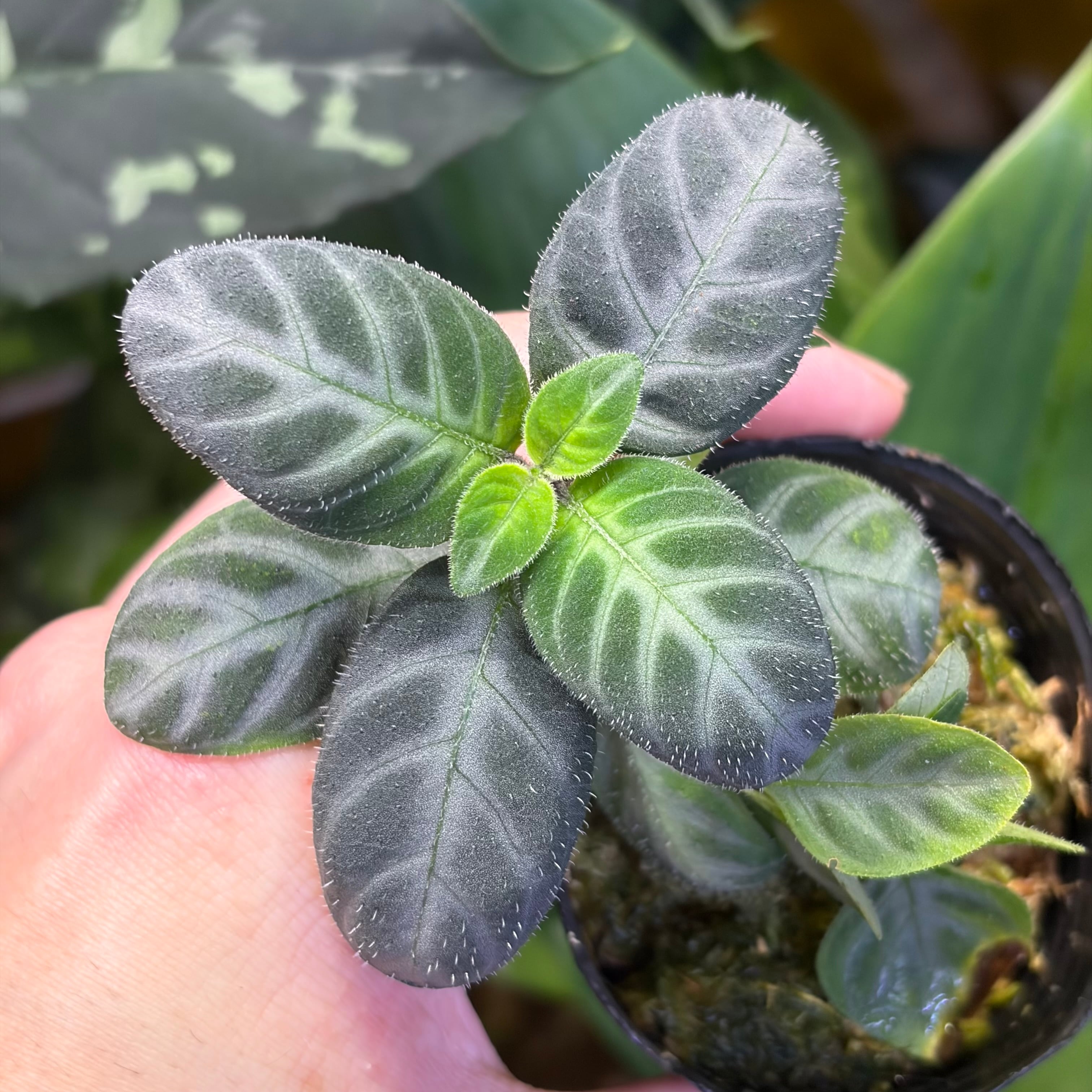 Nautilocalyx pemphidius ノーティロカリクス | 熱帯雨林植物専門店
