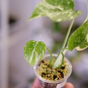 モンステラ・レガシー / Monstera deliciosa ‘Legacy'⑤