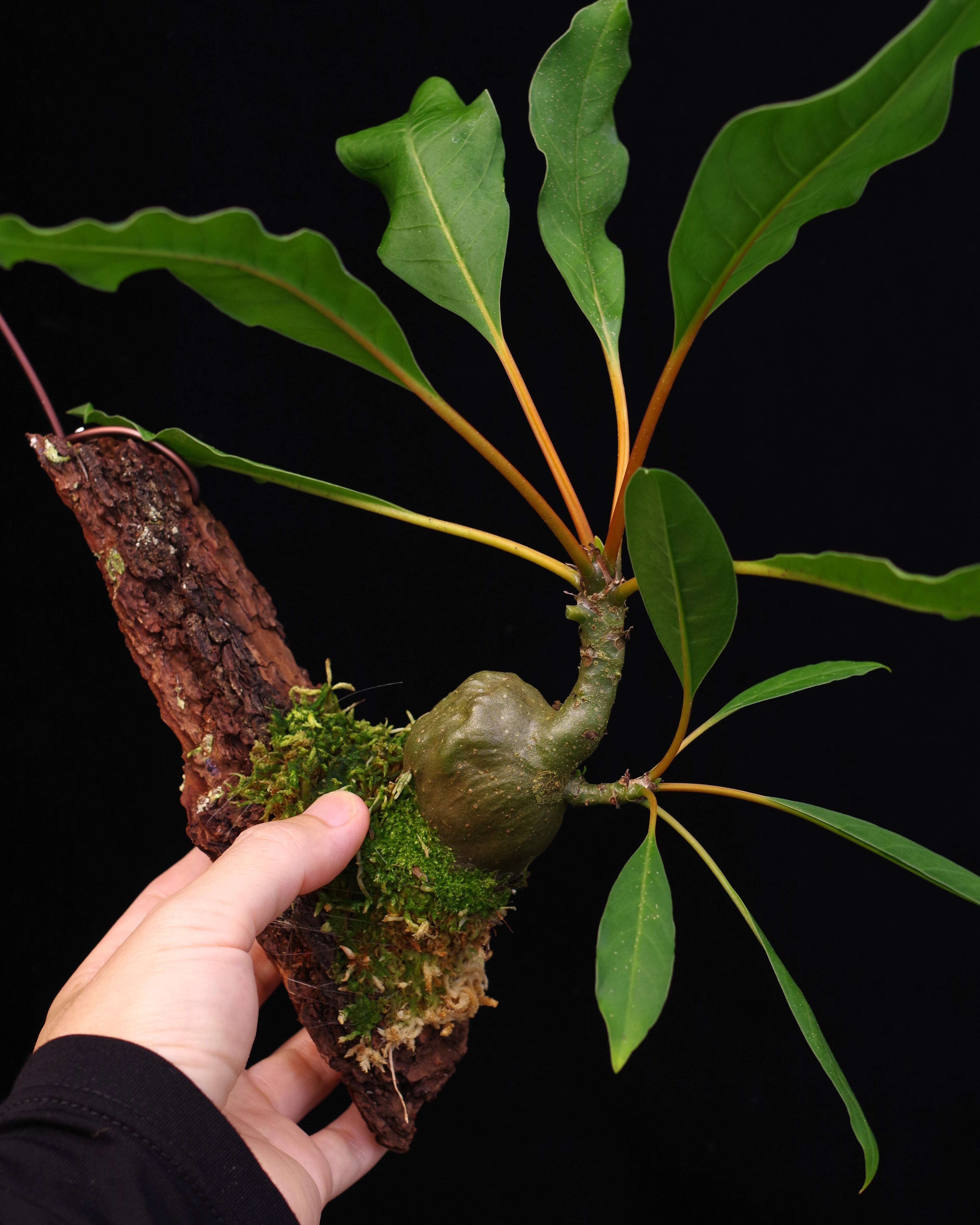 Hoya sp. Timika | 伊藤蟻植物農園