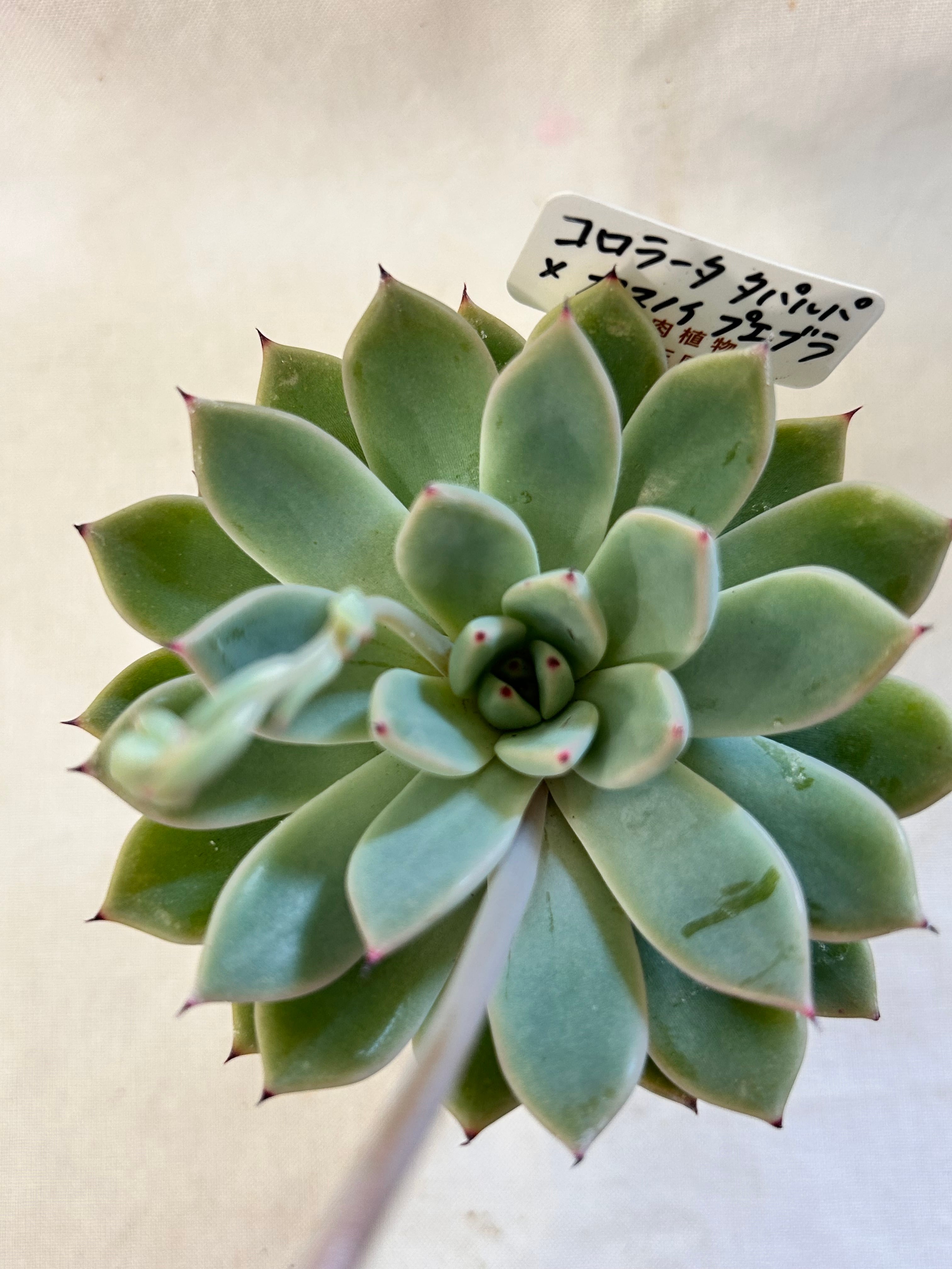 Top【選抜株】多肉植物　265499フレイム マウンテン錦28個　鉢無し/脱土 多肉植物 | GREEN JAM foliageplant