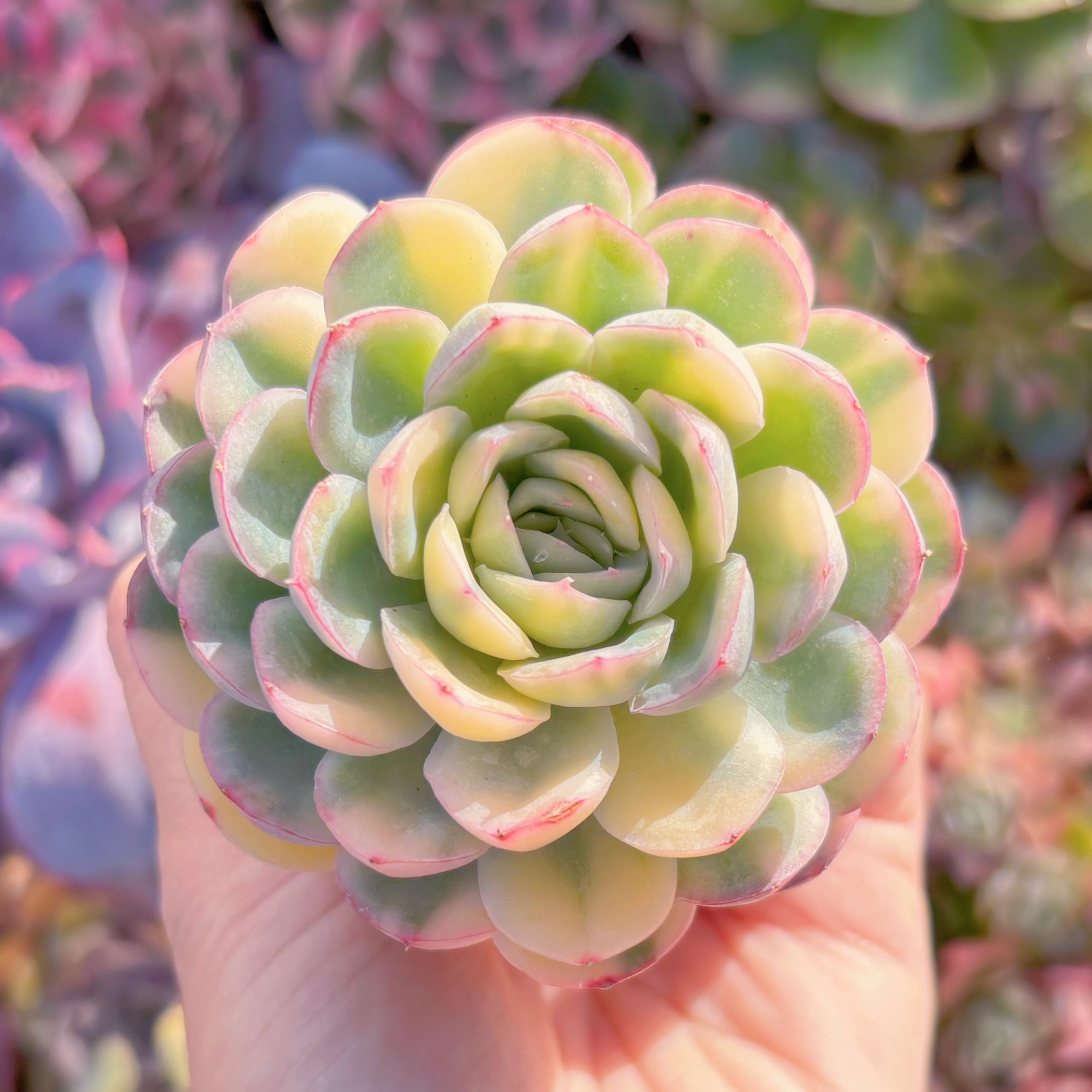 現品　ストロベリーアイス錦#A041　美苗　新入荷　るる農園