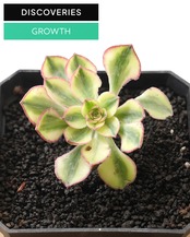 カット苗 アエオニウム 太陽神 サンゴッド ミニ株 Aeonium 'Sun God'