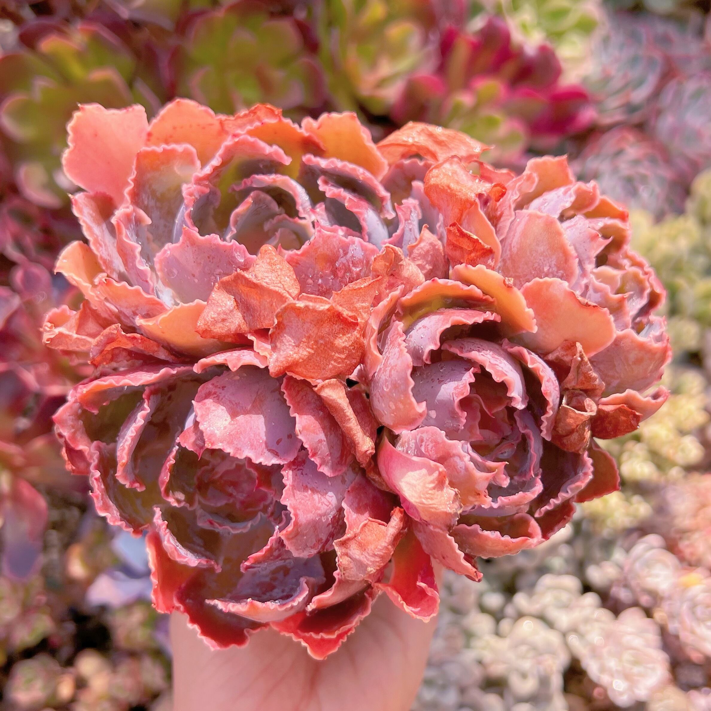 現品　シャビアナ#1115　大群生　るる農園