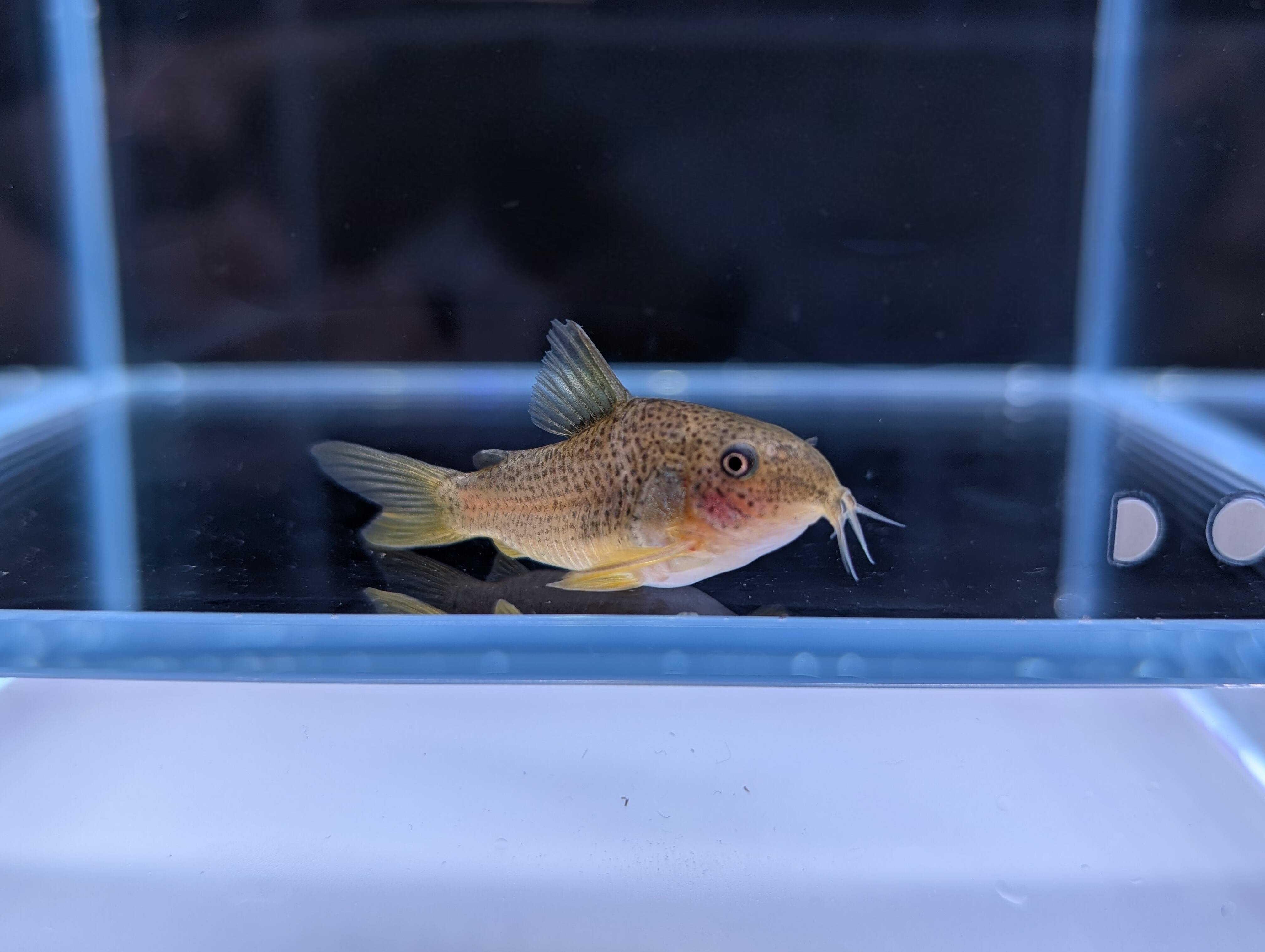 コリドラス ガラナⅠ ワイルドF1 5匹 Co ガラナⅠ WILD （SM） 1匹 