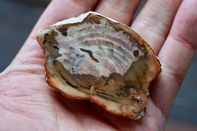 珪化木 Araucarioxylon 16