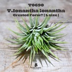 【送料無料】イオナンタ クレステッドフォーム〔エアプランツ〕現品発送T0690