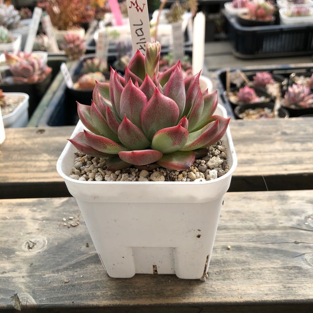 白兎 いとうぐりーん カランコエ 多肉植物 Melty Works 多肉植物 と Dulton プランター のお店