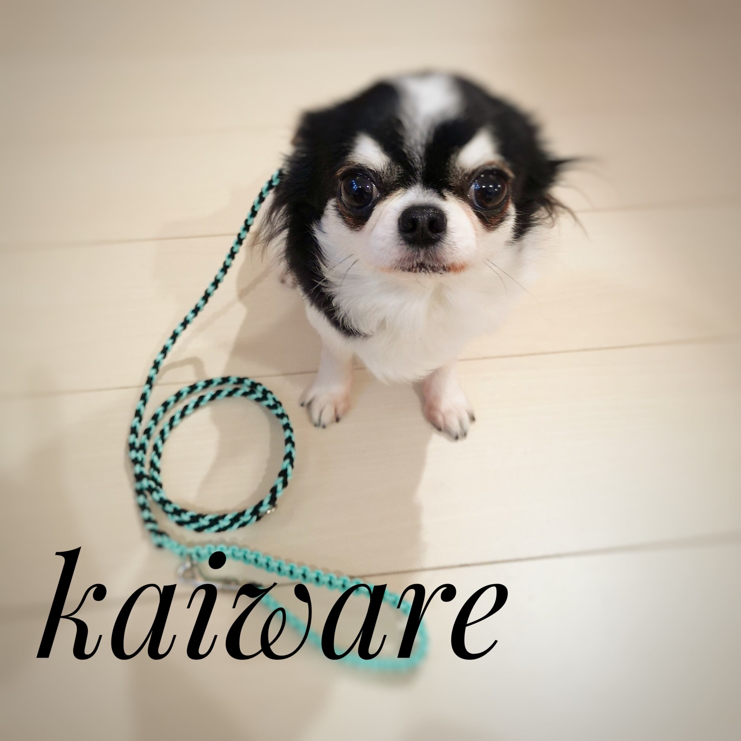 犬のリード 小型犬用カフェタイプリード 】ミント×ブラック かわいい