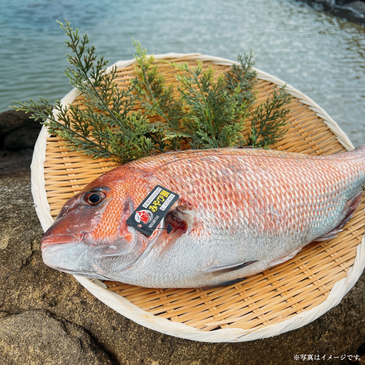 みやび鯛【まるごと1尾セット】