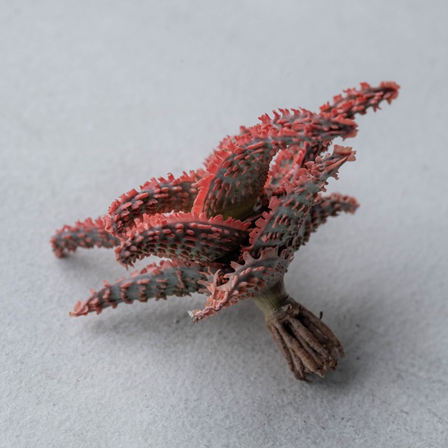 アロエ ハイブリッド -Aloe hybrid- No.25