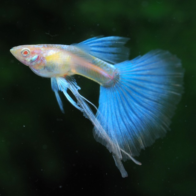 【専用】RREAブルートパーズリボン