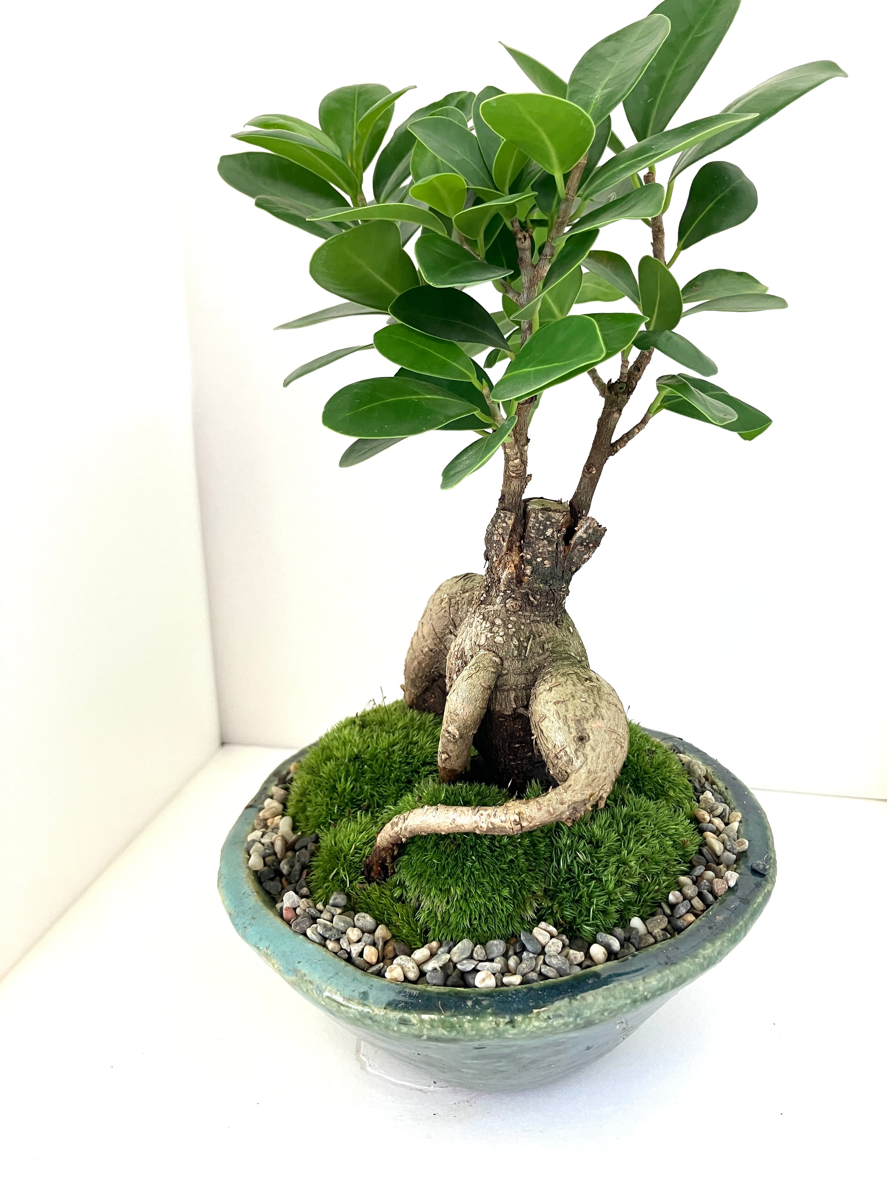 自然社 -苔玉＆苔盆栽のある暮らし-