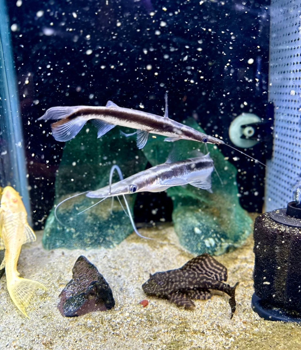 シャベルノーズキャット - 5