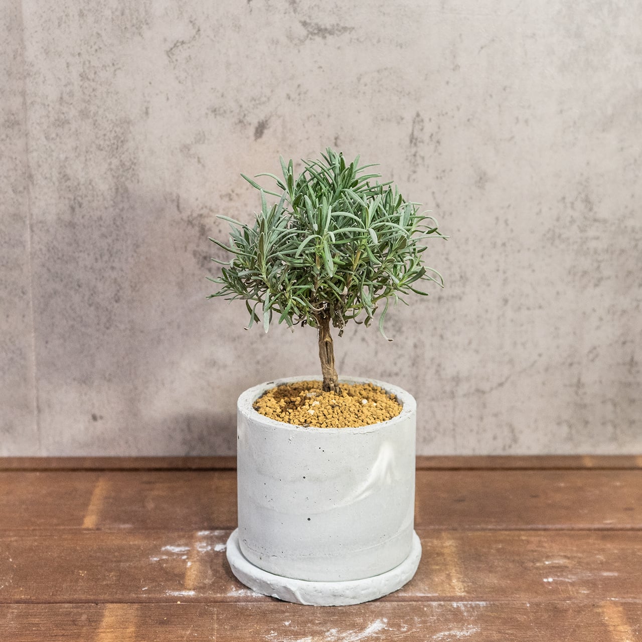 ラベンダー盆栽仕立て｜丸い樹形がかわいい爽やかグリーン【虫発生抑制／手作りモルタル鉢】